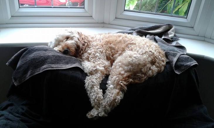 Another Alfie asleep