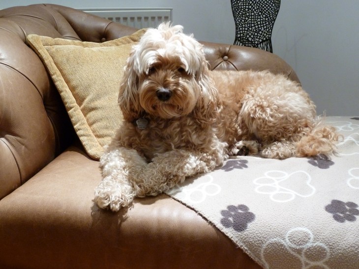cute dog on chaise longue