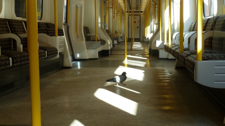 Even the pigeons in London travel by London underground these days!