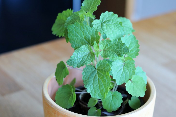 My little Korean Mint Plant